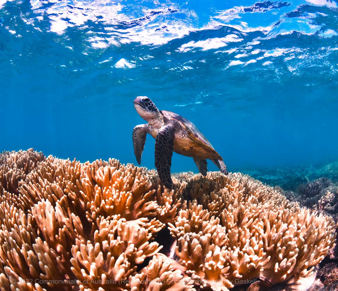 plants-in-the-coral-reef-biome